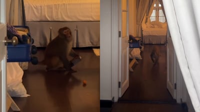 A monkey raided a Mussoorie hotel room, eating ladoos and biscuits while exploring. (@shunalikhullarshroff1/Instagram) A monkey raided a Mussoorie hotel room, eating ladoos and biscuits while exploring. (@shunalikhullarshroff1/Instagram)
