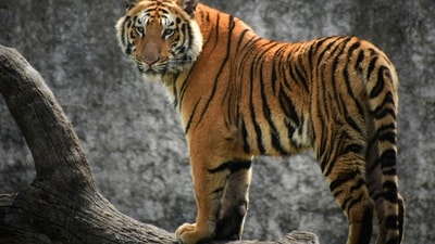 Ranthambore National Park is home to more than 60 tigers, as well as several other reptiles and mammals (Representational image). (Unsplash/Rishabh Pandoh) Ranthambore National Park is home to more than 60 tigers, as well as several other reptiles and mammals (Representational image). (Unsplash/Rishabh Pandoh)