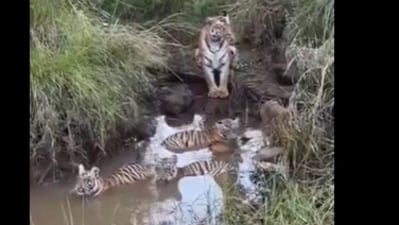 A mother tiger kept a vigilant eye as her young cubs enjoyed the water. (X/@susantananda3) A mother tiger kept a vigilant eye as her young cubs enjoyed the water. (X/@susantananda3)