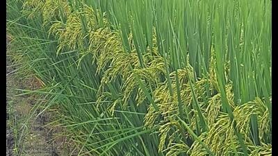 The HC, however, upheld the administrative orders of April 4 and April 10, 2019, which imposed a prohibition only on the use of non-notified varieties of hybrid paddy in the state. (HT FIle)