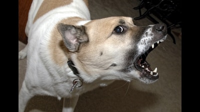 The Pet and Community Dogs Bylaws place direct responsibility on pet owners for any injuries caused by dog bites or damage to property. (Getty Images/iStockphoto) The Pet and Community Dogs Bylaws place direct responsibility on pet owners for any injuries caused by dog bites or damage to property. (Getty Images/iStockphoto)