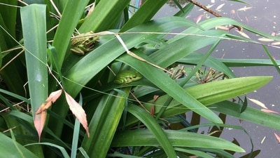 How many frogs can you spot? (Reddit/r/FindTheSniper) How many frogs can you spot? (Reddit/r/FindTheSniper)