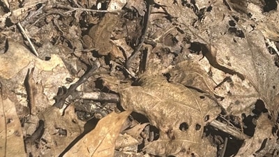 Can you spot the frog? (Reddit/r/FindTheSniper)