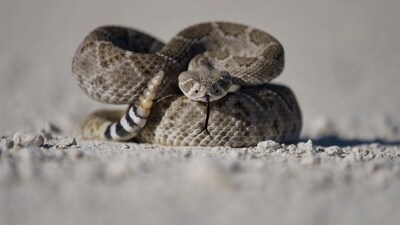 Hiker dies after picking up a snake. (Unsplash) Hiker dies after picking up a snake. (Unsplash)