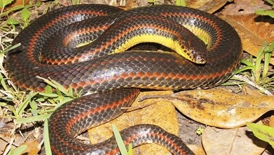 The Florida Fish and Wildlife Conservation Commission (FWC) has urged that the sightings of the rainbow snake be reported (Screengrab/FWC website) The Florida Fish and Wildlife Conservation Commission (FWC) has urged that the sightings of the rainbow snake be reported (Screengrab/FWC website)