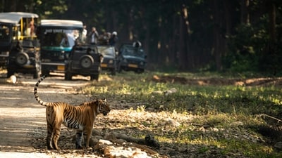 13 tiger deaths in Karnataka raised alarm, attributed to poisoning, poaching, and human-induced threats, notably in Nagarahole and Bandipur reserves. (Unsplash) 13 tiger deaths in Karnataka raised alarm, attributed to poisoning, poaching, and human-induced threats, notably in Nagarahole and Bandipur reserves. (Unsplash)