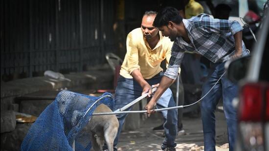 Several dogs have also been removed from the municipal offices, including the Civic Center, an official said. (File/Sanchit Khanna/HT Photo)
