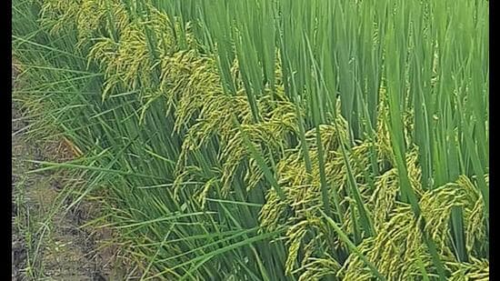 The HC, however, upheld the administrative orders of April 4 and April 10, 2019, which imposed a prohibition only on the use of non-notified varieties of hybrid paddy in the state. (HT FIle)