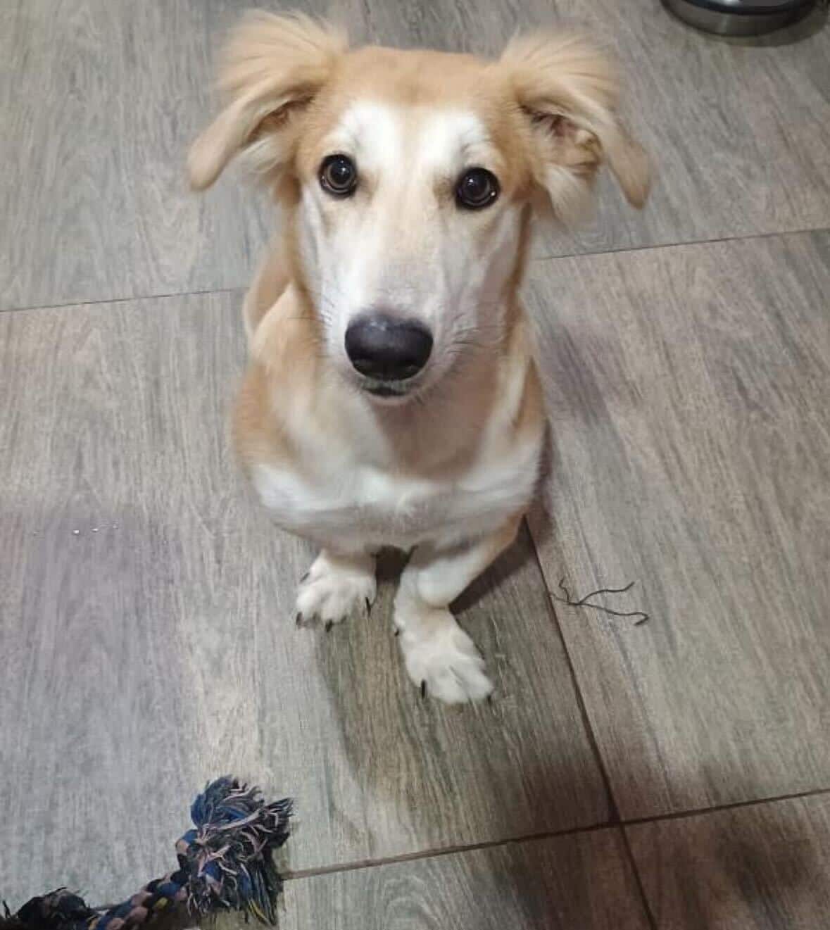 Darzi is an eight-month-old dwarf indie.
