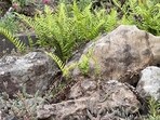 Can you spot all the lizards?