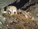 Camera traps have detected at least 12 adult snow leopards, with an estimated presence of up to 20 individuals. (HT photo) Camera traps have detected at least 12 adult snow leopards, with an estimated presence of up to 20 individuals. (HT photo)