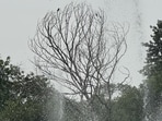 Delhi’s Lodhi Garden is full of trees and monuments. One tree was itself like a monument. While it had died a long time ago, it had continued to stand, giving the park a haunting beauty. (HT)