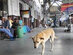Multiple protests have been held in the city after the SC order on stray dogs. (HT Photo)