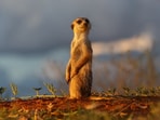 National_Geographic_1755578615679