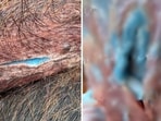 Pictures show the blue flesh of a wild pig in California. Pictures show the blue flesh of a wild pig in California.