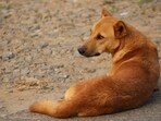 According to the state surveillance unit’s infectious disease report, Karnataka reported 2.8 lakh dog bite cases between January and August 2025 alone.