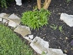 Can you spot the snake?