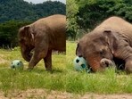 A clip of elephants joyfully playing with a ball melted hearts online.