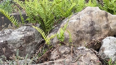 Can you spot all the lizards? (Reddit/r/FindTheSniper) Can you spot all the lizards? (Reddit/r/FindTheSniper)