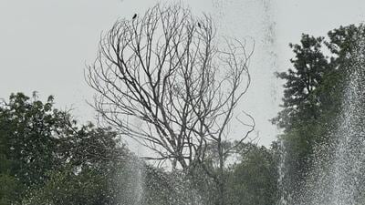 Delhi’s Lodhi Garden is full of trees and monuments. One tree was itself like a monument. While it had died a long time ago, it had continued to stand, giving the park a haunting beauty. (HT) Delhi’s Lodhi Garden is full of trees and monuments. One tree was itself like a monument. While it had died a long time ago, it had continued to stand, giving the park a haunting beauty. (HT)