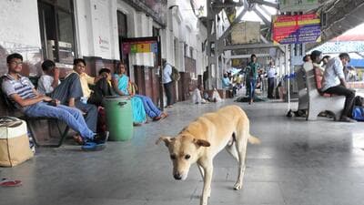 Multiple protests have been held in the city after the SC order on stray dogs. (HT Photo)