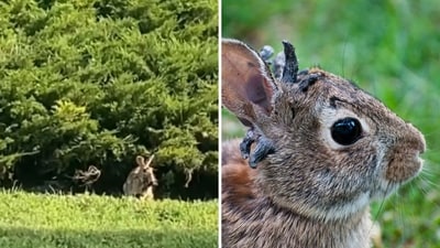 Snippet from the 'Zombie bunny' video captured by the man (L) and a viral pic on the internet (R). (Screengrab (X)) Snippet from the 'Zombie bunny' video captured by the man (L) and a viral pic on the internet (R). (Screengrab (X))