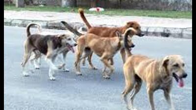 The LMC has responded to nearly 28,000 dog-related complaints since 2019 (Animesh Mishra) The LMC has responded to nearly 28,000 dog-related complaints since 2019 (Animesh Mishra)