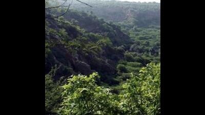 The definition requires forest areas to have a minimum canopy density of 40% and cover at least five hectares if isolated, or two hectares in contiguity to government-notified forests. (File) The definition requires forest areas to have a minimum canopy density of 40% and cover at least five hectares if isolated, or two hectares in contiguity to government-notified forests. (File)