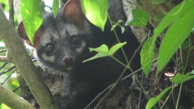 The high court officials confirmed that a palm civet had been captured by forest officials early Tuesday. (HT sourced photo) The high court officials confirmed that a palm civet had been captured by forest officials early Tuesday. (HT sourced photo)