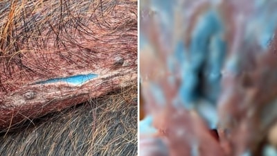 Pictures show the blue flesh of a wild pig in California. (Facebook/Urban Trapping Wildlife Control ) Pictures show the blue flesh of a wild pig in California. (Facebook/Urban Trapping Wildlife Control )