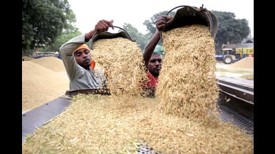 Workers winnow freshly procured paddy in Amritsar. (ANI FILE) Workers winnow freshly procured paddy in Amritsar. (ANI FILE)