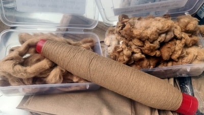 Before the exemption, cotton imports were subject to an 11 per cent duty. (PTI/File)