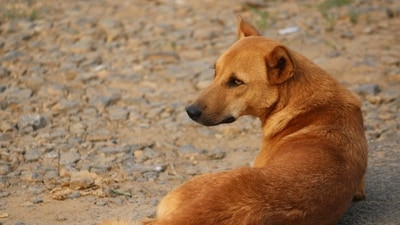 According to the state surveillance unit’s infectious disease report, Karnataka reported 2.8 lakh dog bite cases between January and August 2025 alone. (Pixabay/Representative) According to the state surveillance unit’s infectious disease report, Karnataka reported 2.8 lakh dog bite cases between January and August 2025 alone. (Pixabay/Representative)