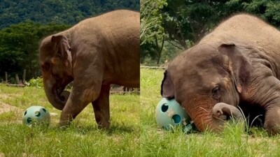 A clip of elephants joyfully playing with a ball melted hearts online. (Instagram/saveelephantfoundation) A clip of elephants joyfully playing with a ball melted hearts online. (Instagram/saveelephantfoundation)