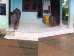 An elephant calf wandered into a government primary school in Wayanad.