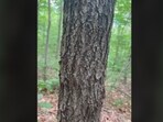 The photo quickly went viral because users were asked to spot a camouflaged creature blending seamlessly into the bark