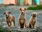Stray dogs 