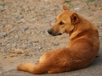 The Supreme Court, hearing a suo motu case over dog bites in national capital, directed that no stray canines will be released back.