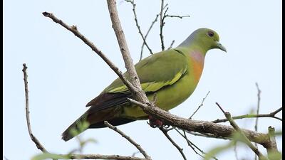 The curious history of pigeons in colonial India The curious history of pigeons in colonial India