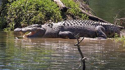 A saltwater crocodile. (AFP File) A saltwater crocodile. (AFP File)