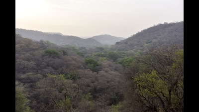 A scientific understanding of what constitutes a forest in a particular geography, with its unique climatological canvas is what Haryana needs. (HT PHOTO) A scientific understanding of what constitutes a forest in a particular geography, with its unique climatological canvas is what Haryana needs. (HT PHOTO)