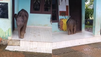 An elephant calf wandered into a government primary school in Wayanad. (@hashtag_wayanad/Instagram) An elephant calf wandered into a government primary school in Wayanad. (@hashtag_wayanad/Instagram)