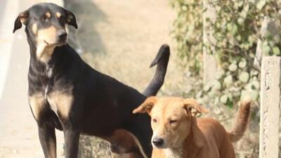 Municipal corporation officials said the dog was picked up by their team on Wednesday and sent to an animal birth-control centre. Municipal corporation officials said the dog was picked up by their team on Wednesday and sent to an animal birth-control centre.