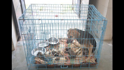 Officials say the stray dog numbers in UT have decreased from 12,922 in 2018 to 9,500 this year. (HT Photo) Officials say the stray dog numbers in UT have decreased from 12,922 in 2018 to 9,500 this year. (HT Photo)