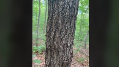 The photo quickly went viral because users were asked to spot a camouflaged creature blending seamlessly into the bark (Reddit/r/FindTheSniper) The photo quickly went viral because users were asked to spot a camouflaged creature blending seamlessly into the bark (Reddit/r/FindTheSniper)