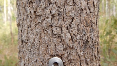Optical illusion: The grasshopper blends perfectly into its surroundings. (Screengrab/Reddit) Optical illusion: The grasshopper blends perfectly into its surroundings. (Screengrab/Reddit)