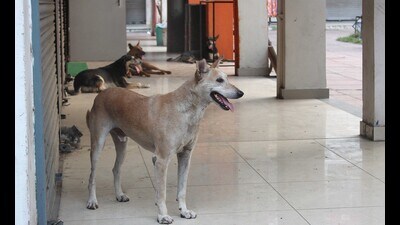 Staff at the civil hospital reported that while the supply of anti-rabies vaccines is sufficient, crucial immunoglobulin injections for severe bites are not available, forcing patients to travel to Chandigarh. (HT File) Staff at the civil hospital reported that while the supply of anti-rabies vaccines is sufficient, crucial immunoglobulin injections for severe bites are not available, forcing patients to travel to Chandigarh. (HT File)