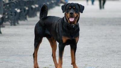 The dog bit him on his thighs and genitalia. (File | Pexel)