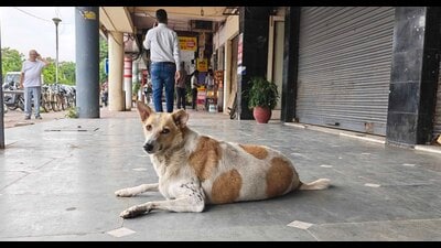 The stray dog population has doubled in the past three years, rising from about 9,000–10,000 in 2023 to nearly 20,000 at present. (HT file) The stray dog population has doubled in the past three years, rising from about 9,000–10,000 in 2023 to nearly 20,000 at present. (HT file)