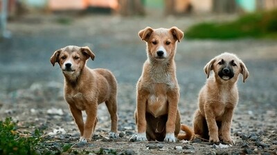 Stray dogs (Unsplash)